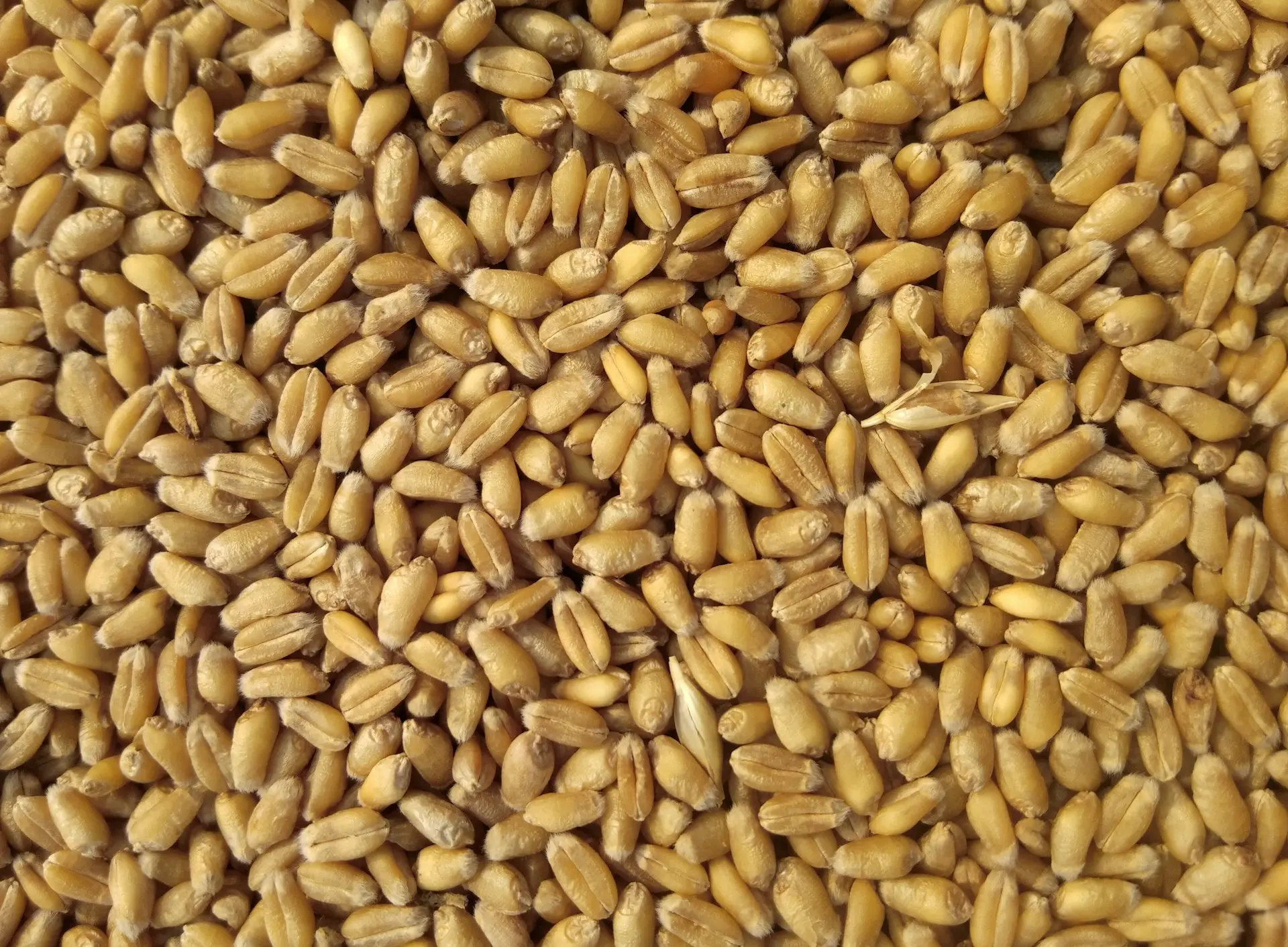 Kamran Flour Mills | Premium Wheat Flour Manufacturer in Pakistan Since 1968 Kamran Flour Mills, flour manufacturer Pakistan, LalaMusa flour mill, premium wheat flour, chakki atta, suji, fine flour, Pakistani wheat products, established 1968